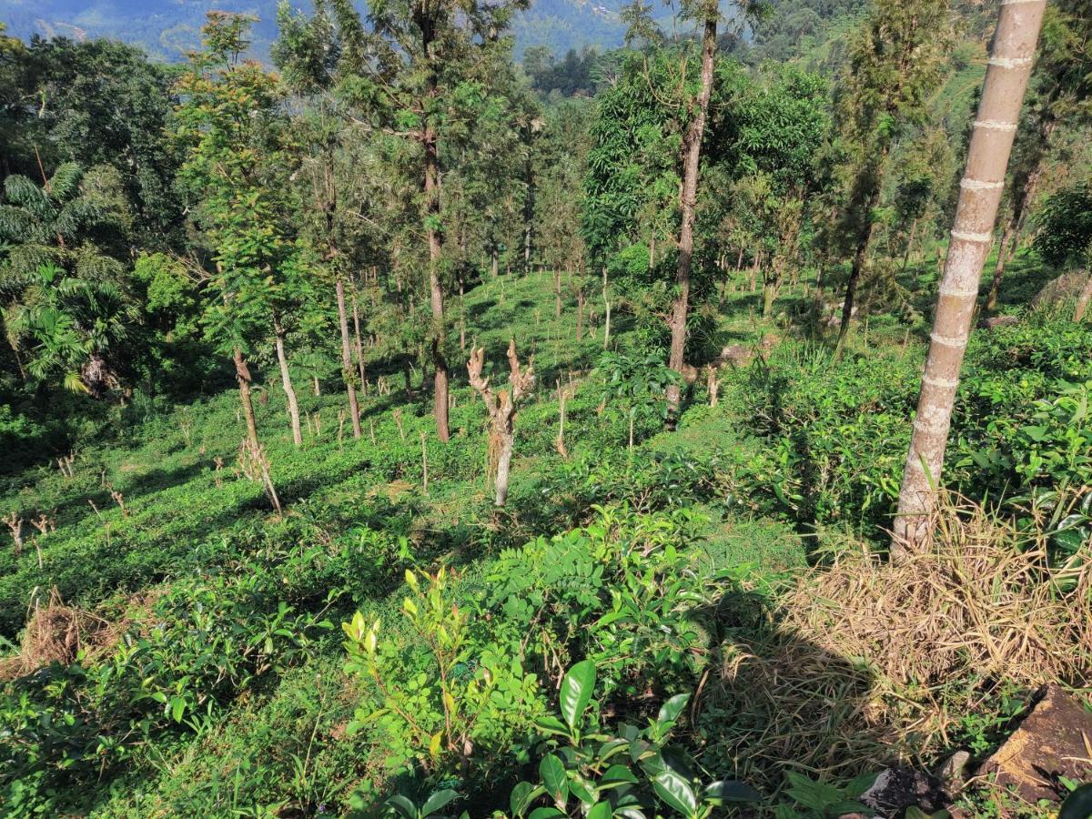 Rohana Estate Lodging & Camping Kandy Exteriör bild