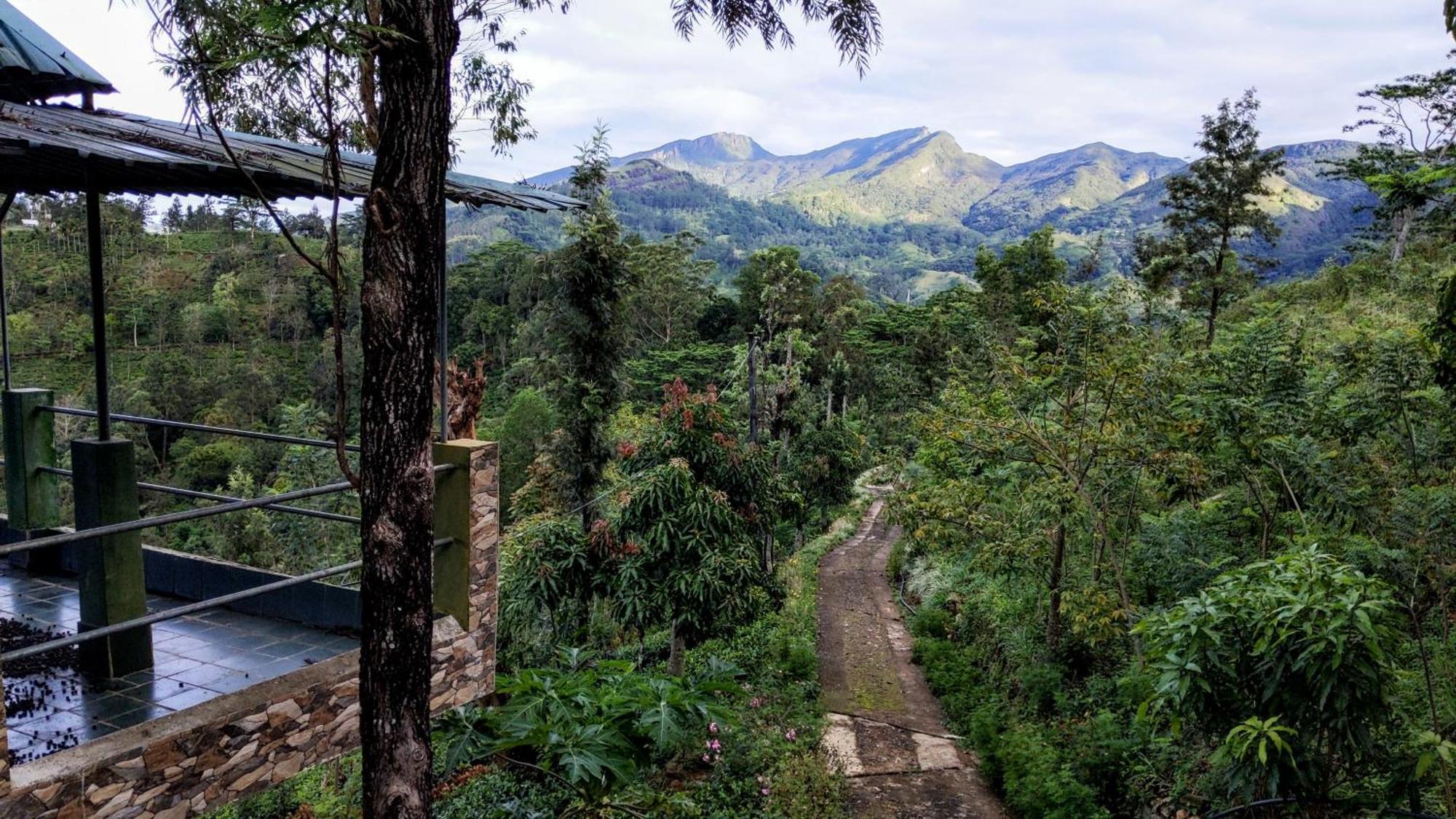 Rohana Estate Lodging & Camping Kandy Exteriör bild